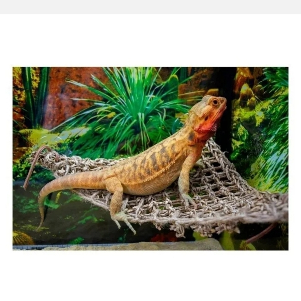 PENN-PLAX Reptology Lizard Loungers - 100% Natural Seagrass Fiber